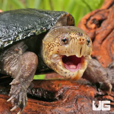 Florida Mud Turtles (Kinosternon steindachneri) For Sale - Underground Reptiles