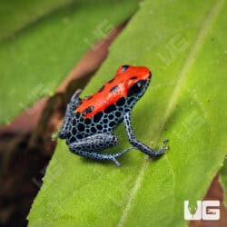 C.B. Red Backed Dart Frog For Sale- Underground Reptiles