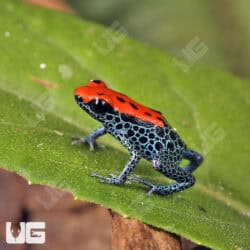 C.B. Red Backed Dart Frog For Sale- Underground Reptiles