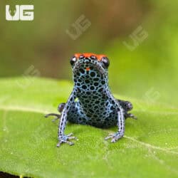 C.B. Red Backed Dart Frog For Sale- Underground Reptiles