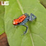 C.B. Red Backed Dart Frog For Sale- Underground Reptiles