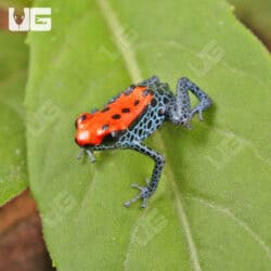 C.B. Red Backed Dart Frog For Sale- Underground Reptiles