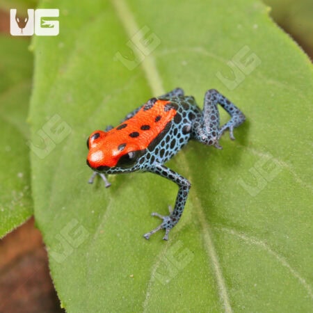 C.B. Red Backed Dart Frog For Sale- Underground Reptiles