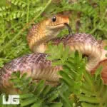 Yellowtail Cribo For Sale - Underground Reptiles