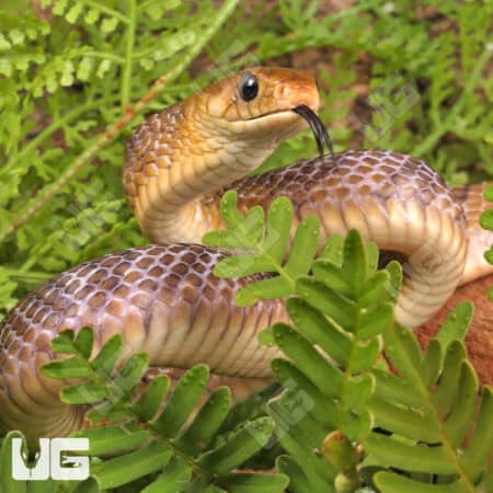 Yellowtail Cribo For Sale - Underground Reptiles