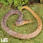 Yellowtail Cribo For Sale - Underground Reptiles