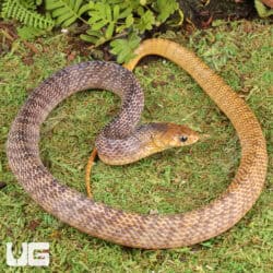 Yellowtail Cribo For Sale - Underground Reptiles