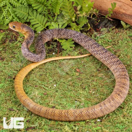 Yellowtail Cribo For Sale - Underground Reptiles