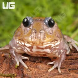 Mutant Eclipse Copper Translucent Pacman Frogs for sale - Underground Reptiles