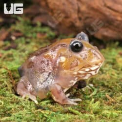 Mutant Eclipse Copper Translucent Pacman Frogs for sale - Underground Reptiles