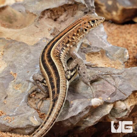 Elegant Mabuyas For Sale - Underground Reptiles