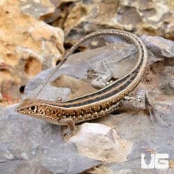 Elegant Mabuyas For Sale - Underground Reptiles