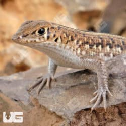 Elegant Mabuyas For Sale - Underground Reptiles