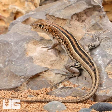Elegant Mabuyas For Sale - Underground Reptiles