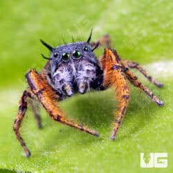 Eyelash Jumping Spider (Hyllus diardi) For Sale - Underground Reptiles