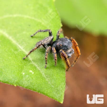 Eyelash Jumping Spider (Hyllus diardi) For Sale - Underground Reptiles