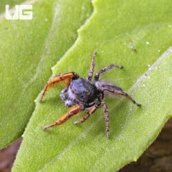 Eyelash Jumping Spider (Hyllus diardi) For Sale - Underground Reptiles