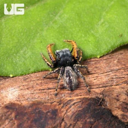 Eyelash Jumping Spider (Hyllus diardi) For Sale - Underground Reptiles
