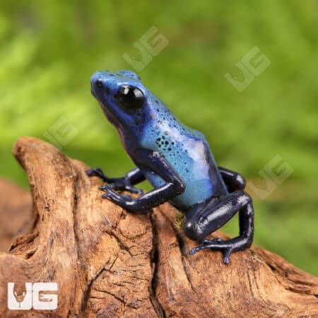 Fine Spot Blue Azureus Tinctorius Dart Frogs For Sale - Underground Reptiles