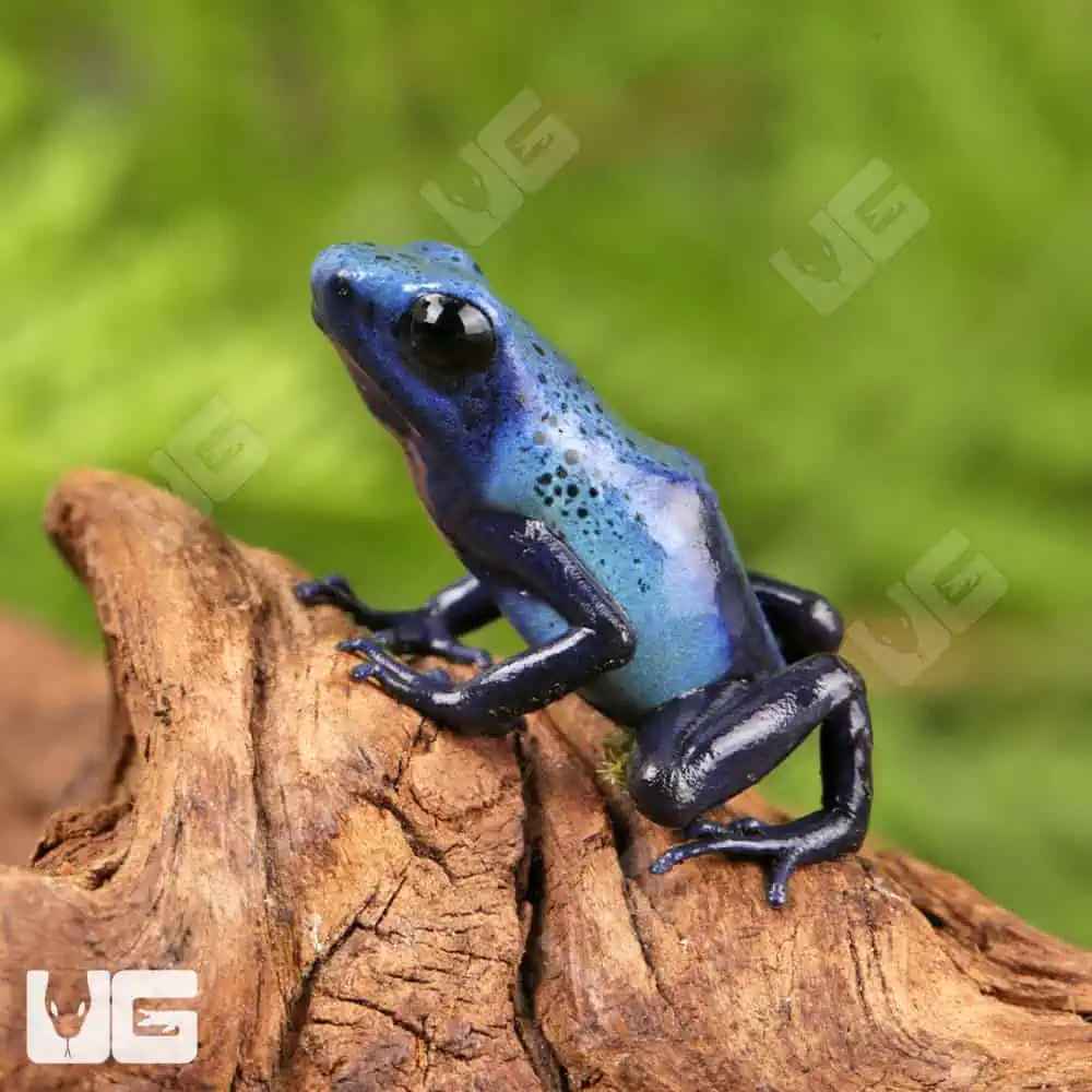 Fine Spot Blue Azureus Tinctorius Dart Frogs For Sale - Underground Reptiles
