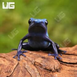 Fine Spot Blue Azureus Tinctorius Dart Frogs For Sale - Underground Reptiles