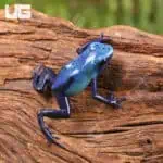 Fine Spot Blue Azureus Tinctorius Dart Frogs For Sale - Underground Reptiles
