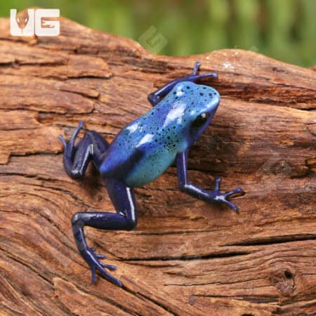 Fine Spot Blue Azureus Tinctorius Dart Frogs For Sale - Underground Reptiles