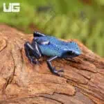 Fine Spot Blue Azureus Tinctorius Dart Frogs For Sale - Underground Reptiles