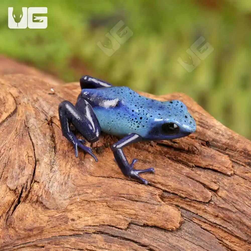 Fine Spot Blue Azureus Tinctorius Dart Frogs For Sale - Underground Reptiles