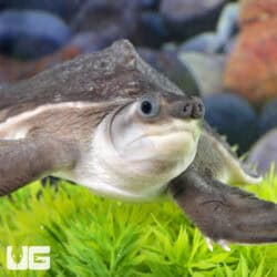 Baby Fly River Turtles For Sale - Underground Reptiles