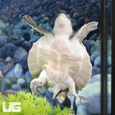 Baby Fly River Turtles For Sale - Underground Reptiles