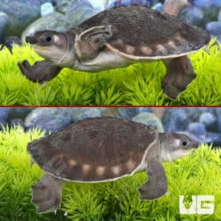 Baby Fly River Turtles For Sale - Underground Reptiles