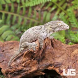 Baby Gran Terre Nu Ana Leachianus Geckos For Sale - Underground Reptiles