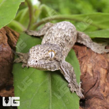 Baby Gran Terre Nu Ana Leachianus Geckos For Sale - Underground Reptiles