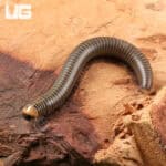 Glowing Millipede (Litostrophus sp. Green Glow)