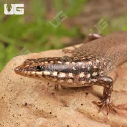 Gold Spotted Mabuyas For Sale - Underground Reptiles