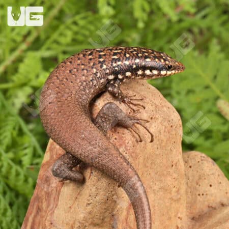 Gold Spotted Mabuyas For Sale - Underground Reptiles
