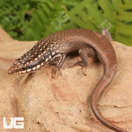 Gold Spotted Mabuyas For Sale - Underground Reptiles
