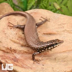 Gold Spotted Mabuyas For Sale - Underground Reptiles