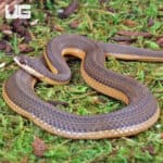 Graham's Crayfish Snakes (Regina grahamii) For Sale - Underground Reptiles