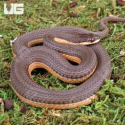 Graham's Crayfish Snakes (Regina grahamii) For Sale - Underground Reptiles