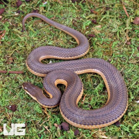 Graham's Crayfish Snakes (Regina grahamii) For Sale - Underground Reptiles