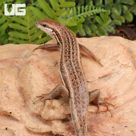 Gravenhort's Mabuyas For Sale - Underground Reptiles
