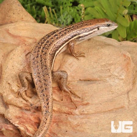 Gravenhort's Mabuyas For Sale - Underground Reptiles