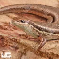 Gravenhort's Mabuyas For Sale - Underground Reptiles