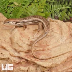 Gravenhort's Mabuyas For Sale - Underground Reptiles