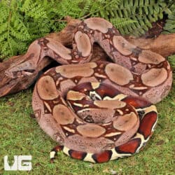 High Pink Guyana Redtail Boa (Boa c. constrictor) for sale - Underground Reptiles