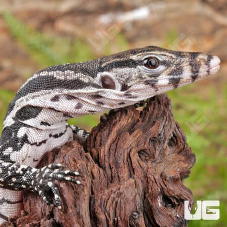 Axanthic Water Monitor lizard resting on a piece of wood.