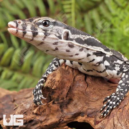 Baby Axanthic Water Monitors For Sale - Underground Reptiles