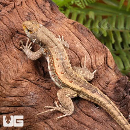 Hispaniola Khaki Curly Tail Lizards (Leiocephalus schreibersii) For Sale - Underground Reptiles